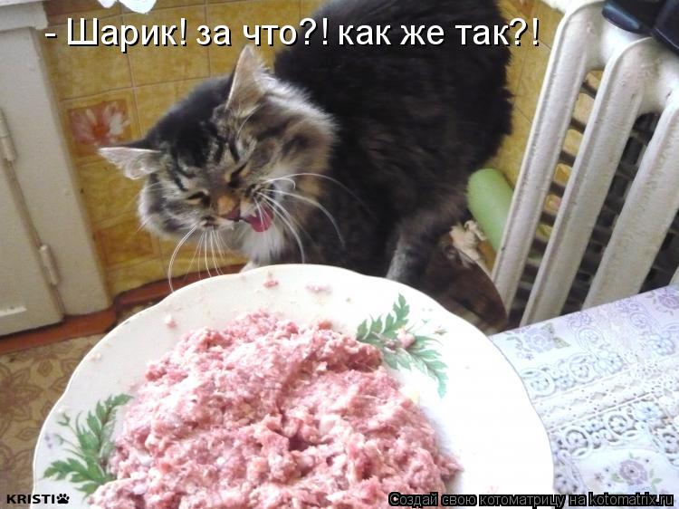 - Шарик! за что?! как же так?!... Котоматрица: - Шарик! за что?! как же так?!