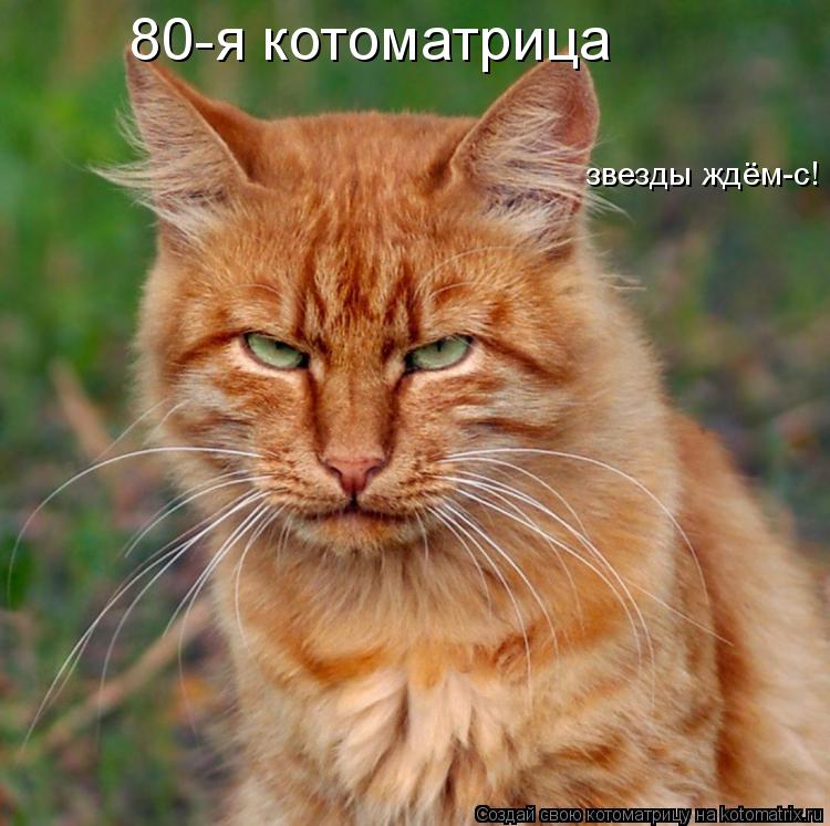 80-я котоматрица звезды ждём-с!... Котоматрица: 80-я котоматрица звезды ждём-с!