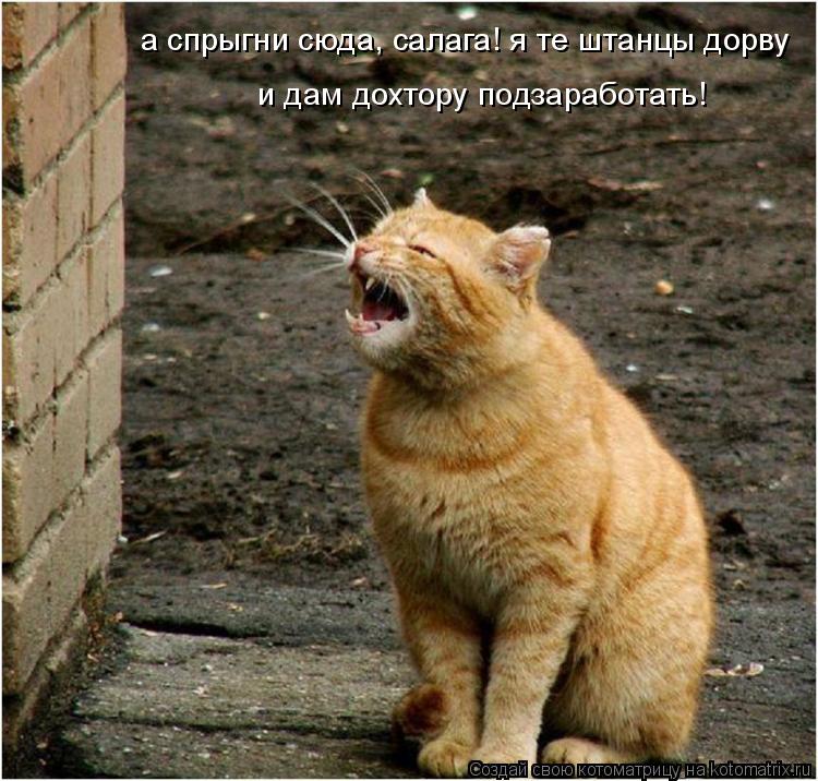 а спрыгни сюда, салага! я те штанцы дорву и дам дохтору подзаработать!... Котоматрица: а спрыгни сюда, салага! я те штанцы дорву и дам дохтору подзаработать!