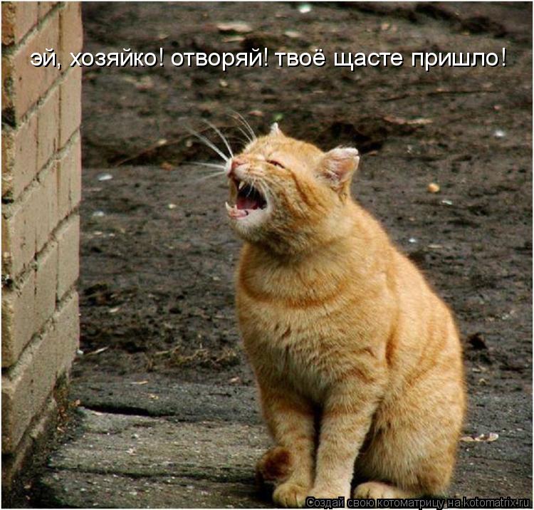 эй, хозяйко! отворяй! твоё щасте пришло!... Котоматрица: эй, хозяйко! отворяй! твоё щасте пришло!