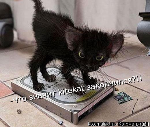 -Что значит kitekat закончился?!!... Котоматрица: -Что значит kitekat закончился?!!