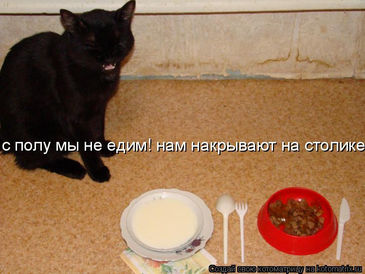 с полу мы не едим! нам накрывают на столике.... Котоматрица: с полу мы не едим! нам накрывают на столике.