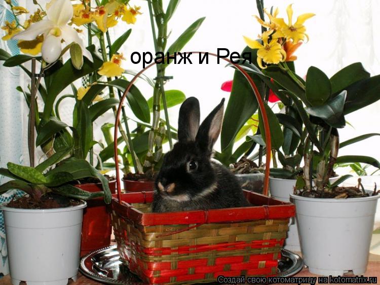 оранж и Рея... Котоматрица: оранж и Рея