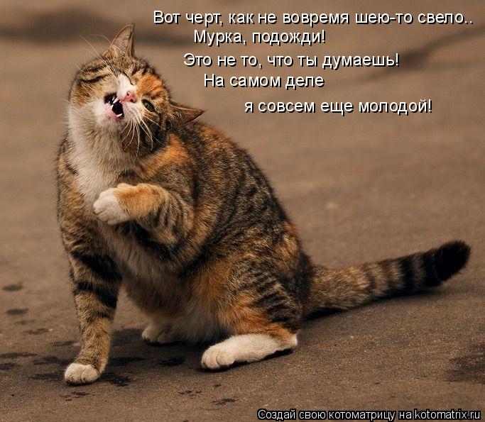 Вот черт, как не вовремя шею-то свело.. Мурка, подожди! Это не то, что ты думаешь! На самом деле я... Котоматрица: Вот черт, как не вовремя шею-то свело.. Мурка, подожди! Это не то, что ты думаешь! На самом деле я совсем еще молодой!