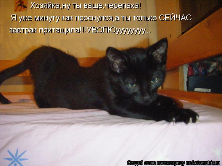 Хозяйка,ну ты ваще,черепаха! Я уже мину... Котоматрица: Хозяйка,ну ты ваще,черепаха! Я уже минуту как проснулся,а только СЕЙЧАС завтрак принесла