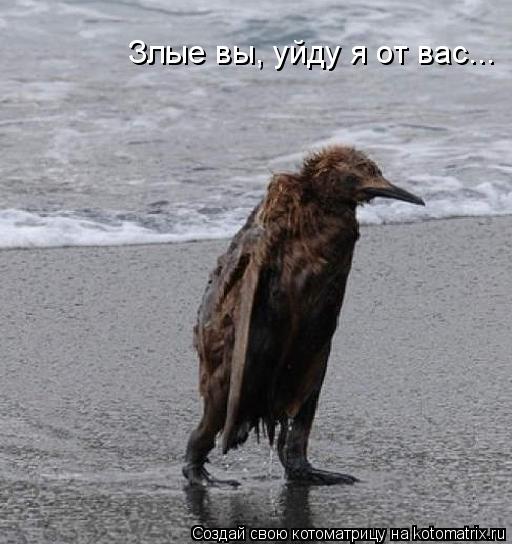 Котоматрица: Злые вы, уйду я от вас...