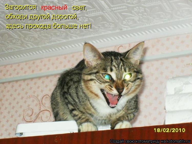 Загорится красный свет, обходи другой дорогой, здесь прохода больше нет!... Котоматрица: Загорится красный свет, обходи другой дорогой, здесь прохода больше нет!