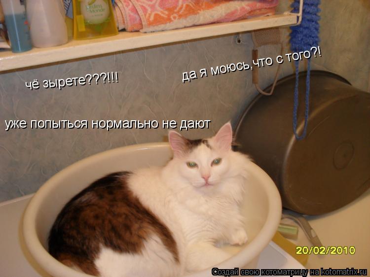 чё зырете???!!! уже попыться нормально не дают да я моюсь,что с того?!... Котоматрица: чё зырете???!!! уже попыться нормально не дают да я моюсь,что с того?!