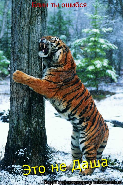 Блин ты ошибся Это не Даша... Котоматрица: Блин ты ошибся Это не Даша