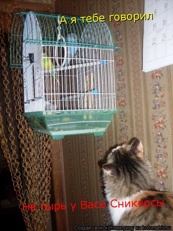 А я тебе говорил Не тырь у Васи Сникерсы... Котоматрица: А я тебе говорил Не тырь у Васи Сникерсы