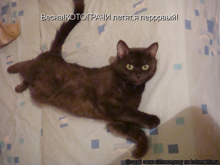 Весна!КОТОГРАЧИ летят,я перррвый!... Котоматрица: Весна!КОТОГРАЧИ летят,я перррвый!