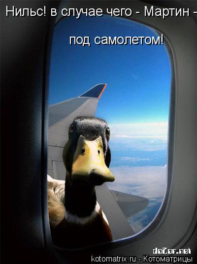 Нильс! в случае чего - Мартин - под самолетом! под самолетом!... Котоматрица: Нильс! в случае чего - Мартин - под самолетом! под самолетом!