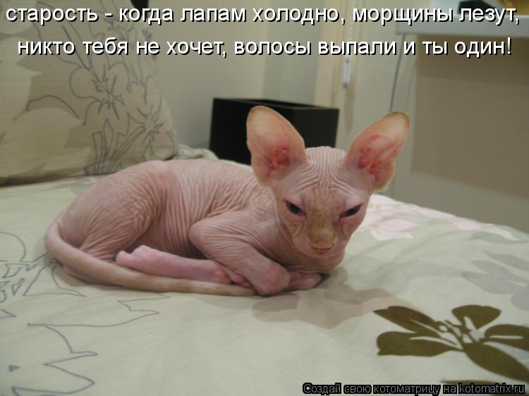 старость - когда лапам холодно, морщины лезут, никто тебя не хочет, волосы выпали и ты один!... Котоматрица: старость - когда лапам холодно, морщины лезут, никто тебя не хочет, волосы выпали и ты один!