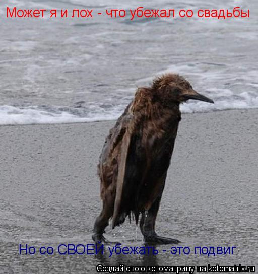 Может я и лох - что убежал со свадьбы Но со СВОЕЙ убежать - это подвиг... Котоматрица: Может я и лох - что убежал со свадьбы Но со СВОЕЙ убежать - это подвиг
