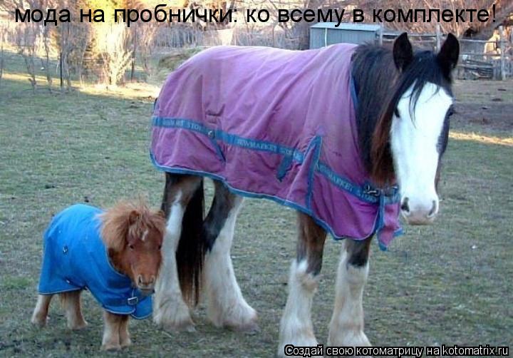 мода на пробнички: ко всему в комплекте!... Котоматрица: мода на пробнички: ко всему в комплекте!