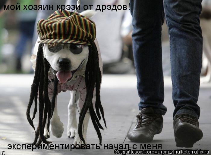 мой хозяин крэзи от дрэдов! экспериментировать начал с меня... Котоматрица: мой хозяин крэзи от дрэдов! экспериментировать начал с меня
