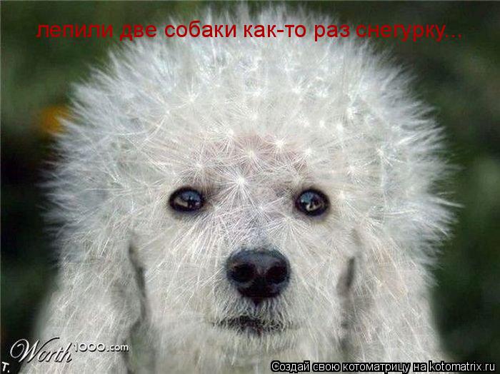 лепили две собаки как-то раз снегурку...... Котоматрица: лепили две собаки как-то раз снегурку...