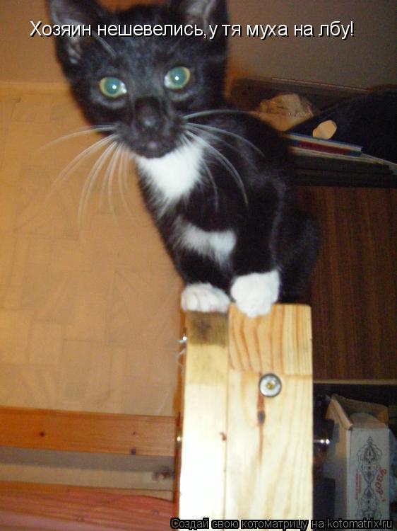 Хозяин нешевелись,у тя муха на лбу!... Котоматрица: Хозяин нешевелись,у тя муха на лбу!