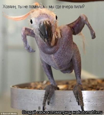 Хозяин, ты не помнишь - мы где вчера пили?... Котоматрица: Хозяин, ты не помнишь - мы где вчера пили?