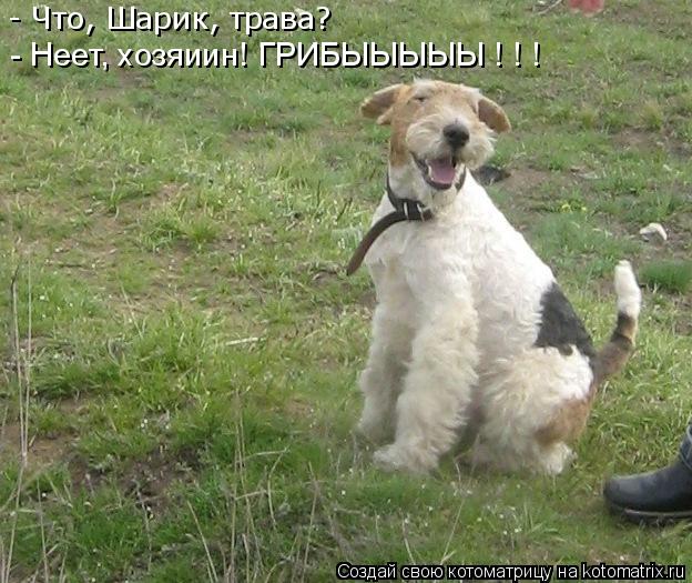 - Что, Шарик, трава? - Неет, хозяиин! ГРИБЫЫЫЫЫ ! ! !... Котоматрица: - Что, Шарик, трава? - Неет, хозяиин! ГРИБЫЫЫЫЫ ! ! !