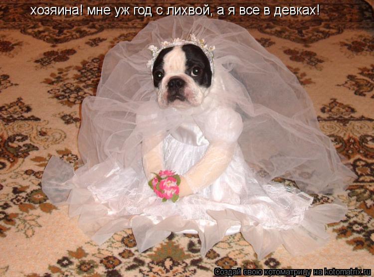 хозяина! мне уж год с лихвой, а я все в девках!... Котоматрица: хозяина! мне уж год с лихвой, а я все в девках!