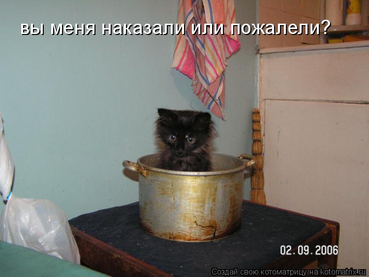 вы меня наказали или пожалели?... Котоматрица: вы меня наказали или пожалели?