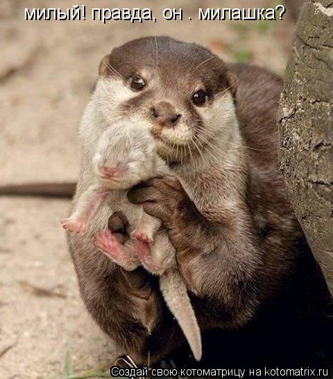 милый! правда, он . милашка?... Котоматрица: милый! правда, он . милашка?