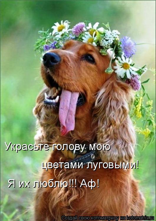 Украсьте голову мою цветами луговыми! Я их люблю!!! Аф!... Котоматрица: Украсьте голову мою цветами луговыми! Я их люблю!!! Аф!