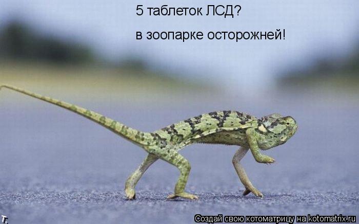 5 таблеток ЛСД? в зоопарке осторожней!... Котоматрица: 5 таблеток ЛСД? в зоопарке осторожней!