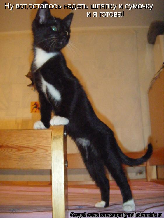 Ну вот,осталось надеть шляпку и сумочку и я готова!... Котоматрица: Ну вот,осталось надеть шляпку и сумочку и я готова!
