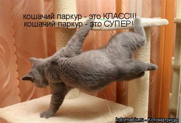 кошачий паркур - это КЛАСС!!! кошачий паркур - это СУПЕР!... Котоматрица: кошачий паркур - это КЛАСС!!! кошачий паркур - это СУПЕР!