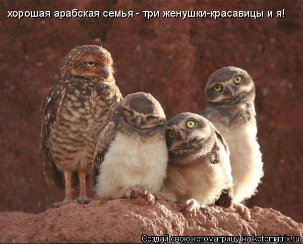 хорошая арабская семья - три женушки-красавицы и я!... Котоматрица: хорошая арабская семья - три женушки-красавицы и я!