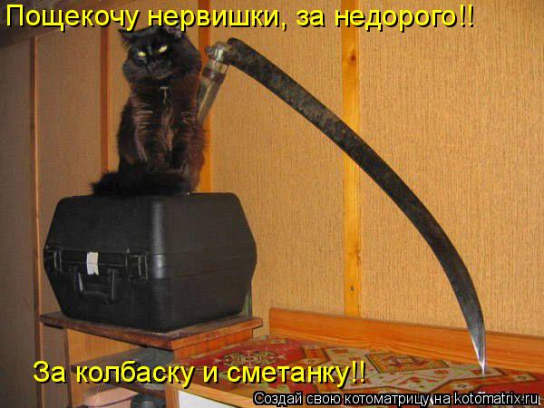 Пощекочу нервишки, за недорого!! За колбаску и сметанку!!... Котоматрица: Пощекочу нервишки, за недорого!! За колбаску и сметанку!!