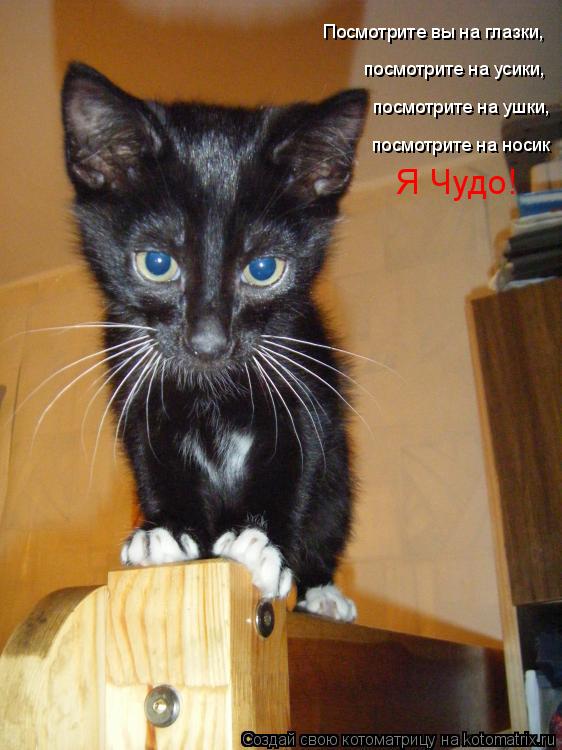 Посмотрите вы на глазки, посмотрите на усики, посмотрите на ушки, посмотрите на носик Я Чудо!... Котоматрица: Посмотрите вы на глазки, посмотрите на усики, посмотрите на ушки, посмотрите на носик Я Чудо!