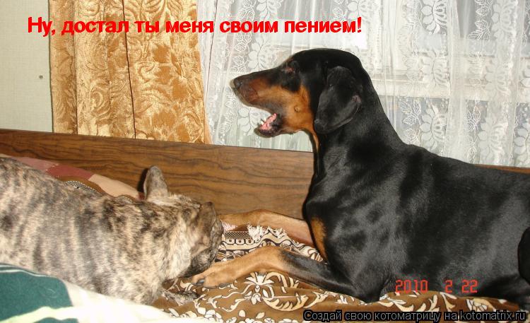 Ну, достал ты меня своим пением! Ну, достал ты меня своим пением!... Котоматрица: Ну, достал ты меня своим пением! Ну, достал ты меня своим пением!