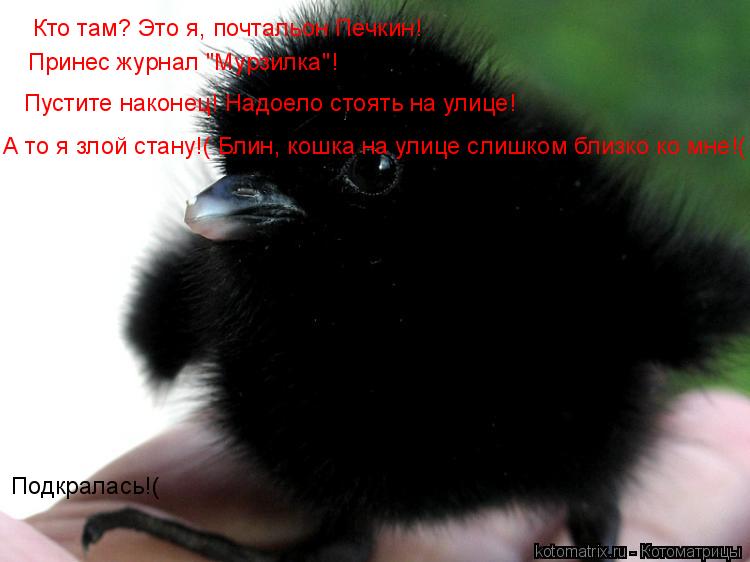Кто там? Это я, почтальон Печкин! Принес журнал "Мурзилка"! Пустите наконец! Надоело стоять на улице!... Котоматрица: Кто там? Это я, почтальон Печкин! Принес журнал "Мурзилка"! Пустите наконец! Надоело стоять на улице! А то я злой стану!( Блин, кошка на улице сл