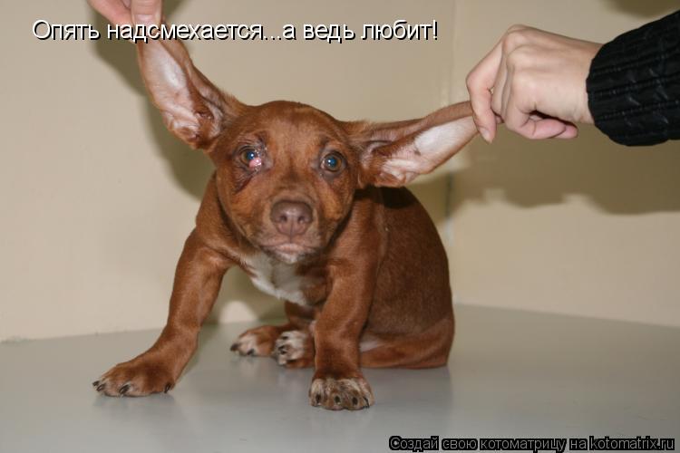 Опять надсмехается...а ведь любит!... Котоматрица: Опять надсмехается...а ведь любит!