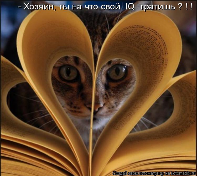 Котоматрица: - Хозяин, ты на что свой  IQ  тратишь ? ! !
