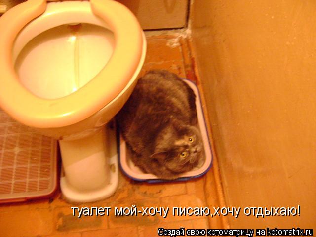 туалет мой-хочу писаю,хочу отдыхаю!... Котоматрица: туалет мой-хочу писаю,хочу отдыхаю!