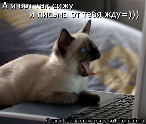 А я вот так сижу и письма от тебя жду=)))... Котоматрица: А я вот так сижу и письма от тебя жду=)))