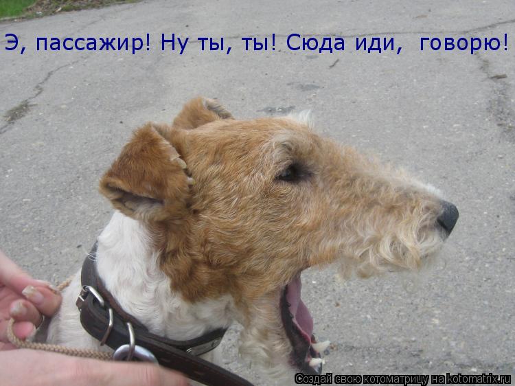 Э, пассажир! Ну ты, ты! Сюда иди, говорю!... Котоматрица: Э, пассажир! Ну ты, ты! Сюда иди, говорю!