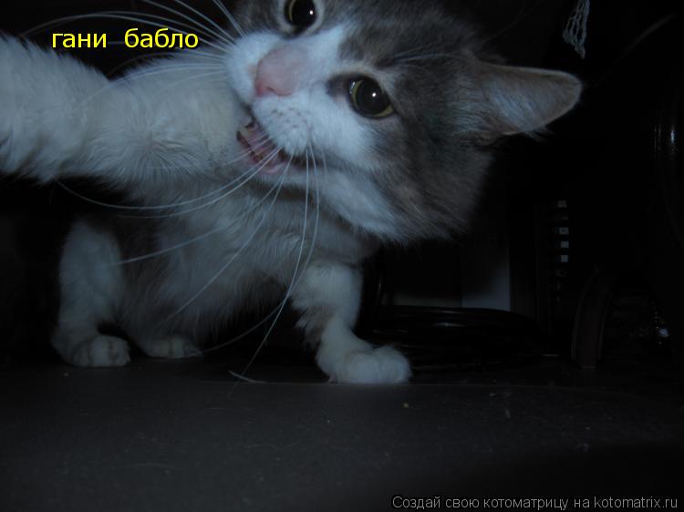 гани бабло... Котоматрица: гани бабло