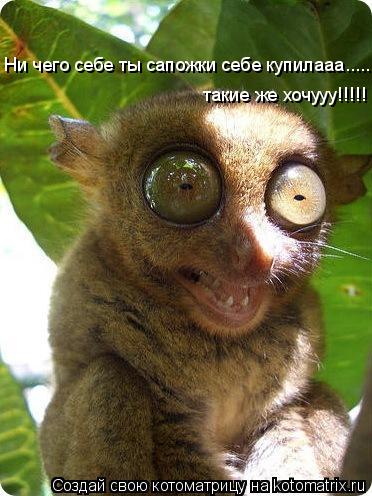 Ни чего себе ты сапожки себе купилааа......... такие же хочууу!!!!!... Котоматрица: Ни чего себе ты сапожки себе купилааа......... такие же хочууу!!!!!