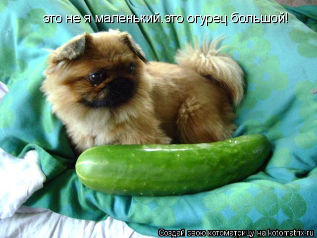 это не я маленький.это огурец большой!... Котоматрица: это не я маленький.это огурец большой!