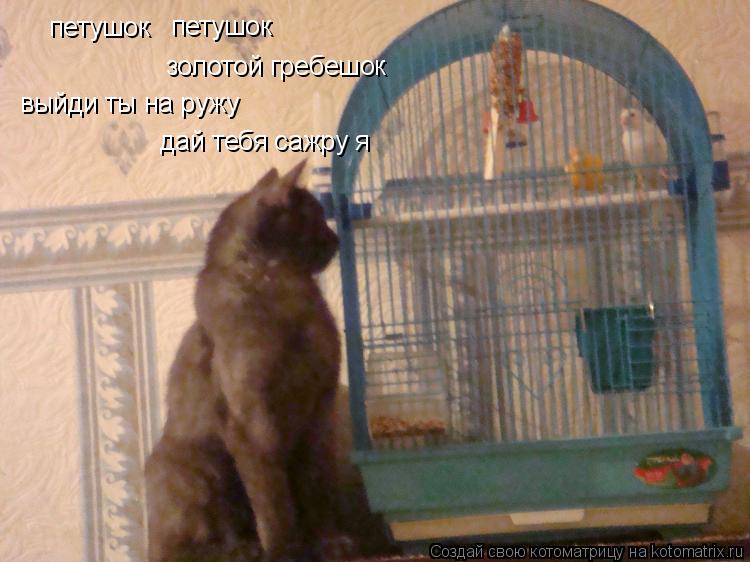 петушок петушок золотой гребешок выйди ты на ружу дай тебя сажру я... Котоматрица: петушок петушок золотой гребешок выйди ты на ружу дай тебя сажру я