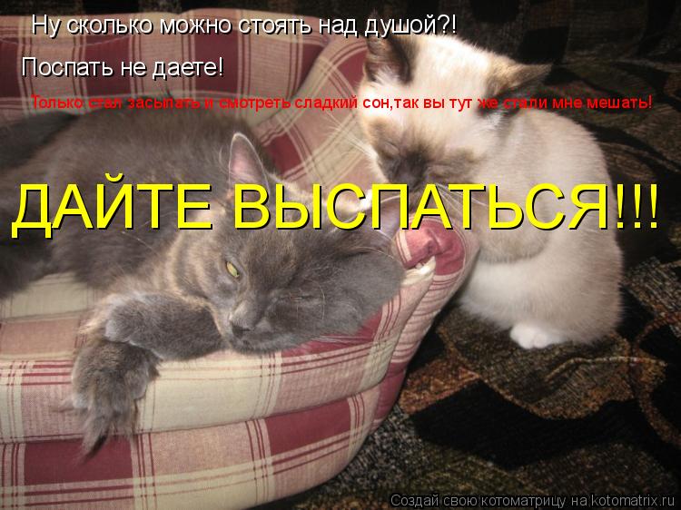 Котоматрица: Ну сколько можно стоять над душой?! Поспать не даете! Только стал засыпать и смотреть сладкий сон,так вы тут же стали мне мешать! ДАЙТЕ ВЫСПА
