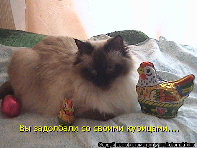 Котоматрица: Вы задолбали со своими курицами....