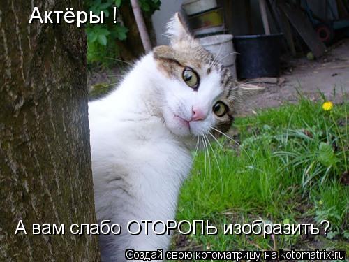 Актёры ! А вам слабо ОТОРОПЬ изобразить?... Котоматрица: Актёры ! А вам слабо ОТОРОПЬ изобразить?
