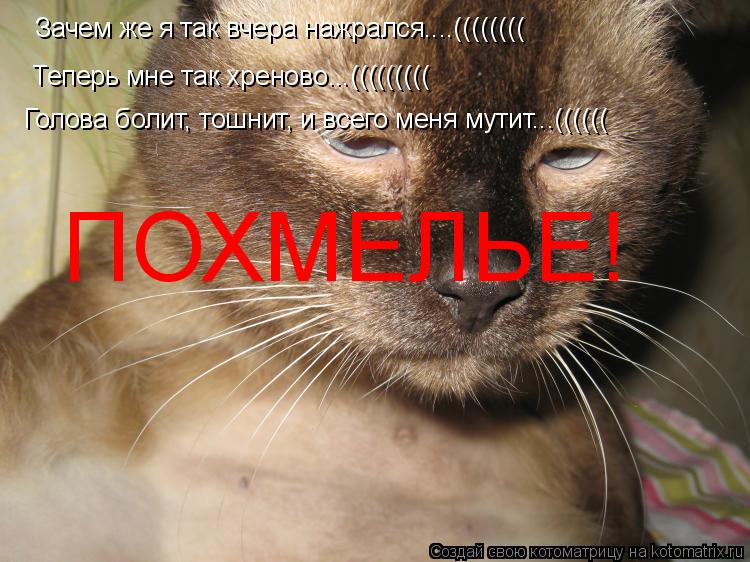 Котоматрица: Зачем же я так вчера нажрался....(((((((( Теперь мне так хреново...((((((((( Голова болит, тошнит, и всего меня мутит...(((((( ПОХМЕЛЬЕ!