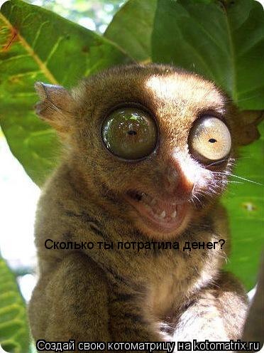 Сколько ты потратила денег?... Котоматрица: Сколько ты потратила денег?